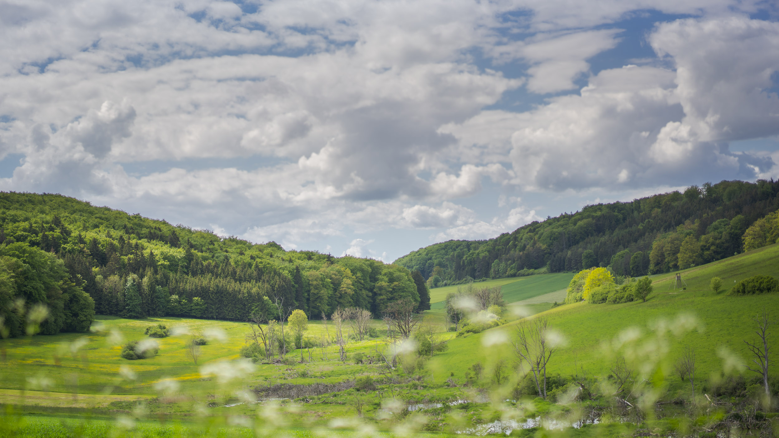 Blauer Himmel grüne Natur